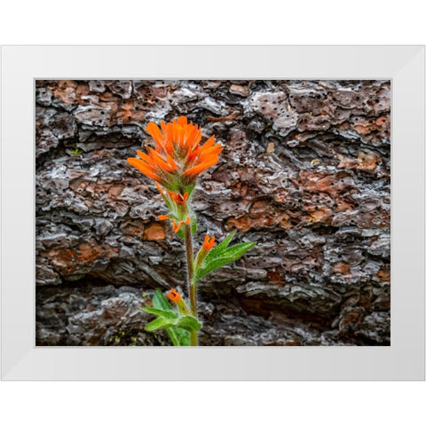 USA-Washington State-Table Mountain eastern Cascade Mountains Indian Paint Brush White Modern Wood Framed Art Print by Gulin, Sylvia