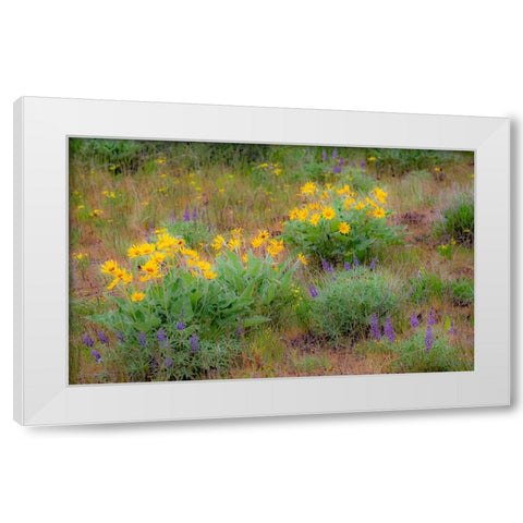 USA-Washington State-Table Mountain eastern Cascade Mountains Balsamroot and Lupine White Modern Wood Framed Art Print by Gulin, Sylvia
