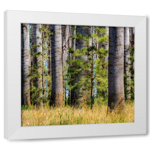 USA-Washington State-Othello grove of trees along Highway 26 White Modern Wood Framed Art Print by Gulin, Sylvia