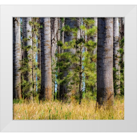 USA-Washington State-Othello grove of trees along Highway 26 White Modern Wood Framed Art Print by Gulin, Sylvia