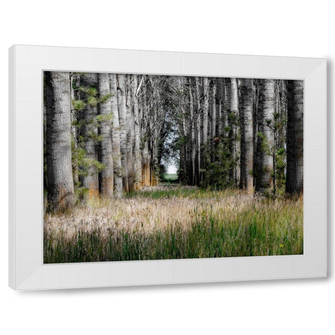 USA-Washington State-Othello grove of trees along Highway 26 White Modern Wood Framed Art Print by Gulin, Sylvia