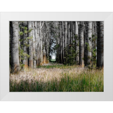 USA-Washington State-Othello grove of trees along Highway 26 White Modern Wood Framed Art Print by Gulin, Sylvia