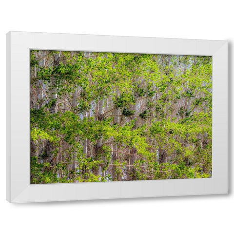 USA-Washington State-Othello grove of trees along Highway 26 White Modern Wood Framed Art Print by Gulin, Sylvia