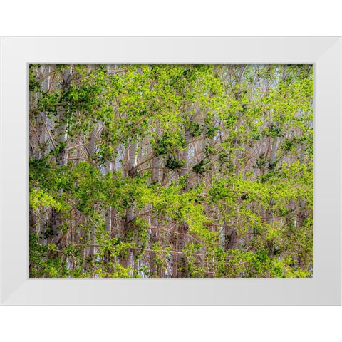 USA-Washington State-Othello grove of trees along Highway 26 White Modern Wood Framed Art Print by Gulin, Sylvia