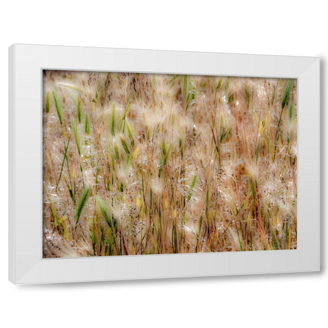 USA-Washington State-Benge Dried grass seed heads White Modern Wood Framed Art Print by Gulin, Sylvia