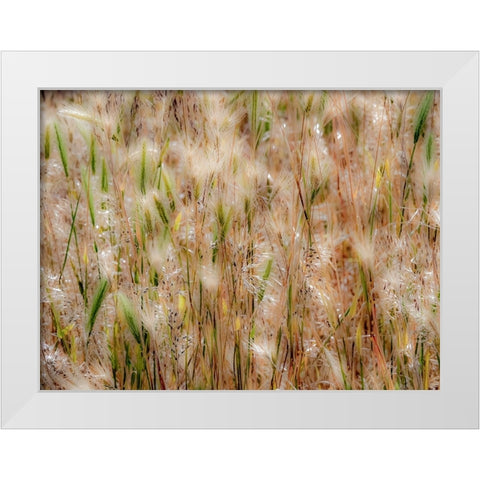 USA-Washington State-Benge Dried grass seed heads White Modern Wood Framed Art Print by Gulin, Sylvia