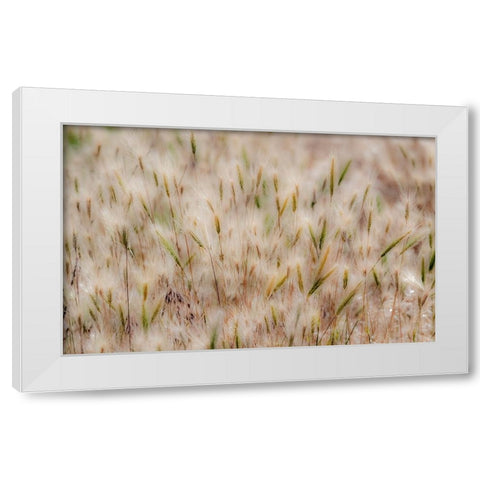 USA-Washington State-Benge Dried grass seed heads White Modern Wood Framed Art Print by Gulin, Sylvia
