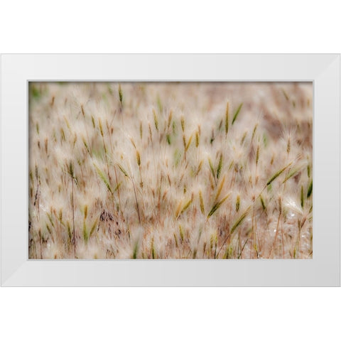 USA-Washington State-Benge Dried grass seed heads White Modern Wood Framed Art Print by Gulin, Sylvia