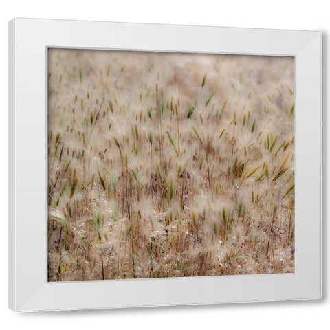 USA-Washington State-Benge Dried grass seed heads White Modern Wood Framed Art Print by Gulin, Sylvia