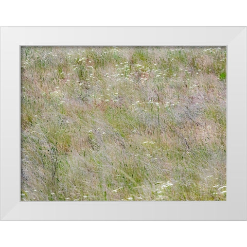 USA-Washington State-Benge Dried grass seed heads White Modern Wood Framed Art Print by Gulin, Sylvia