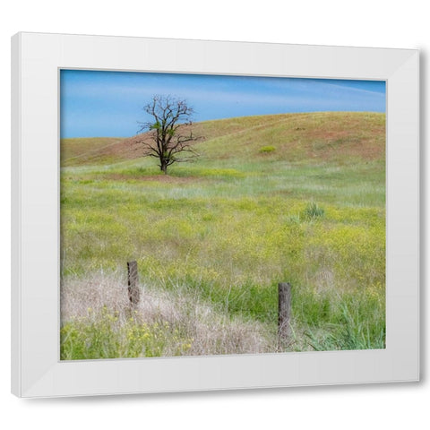 USA-Washington State-Eastern Washington-Benge With lone dead tree in field of grasses White Modern Wood Framed Art Print by Gulin, Sylvia