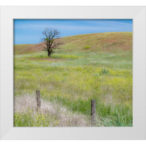USA-Washington State-Eastern Washington-Benge With lone dead tree in field of grasses White Modern Wood Framed Art Print by Gulin, Sylvia