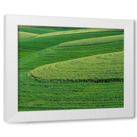 USA-Washington State-Eastern Washington winter and spring wheat near Endicott White Modern Wood Framed Art Print by Gulin, Sylvia