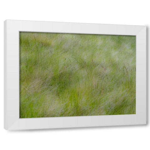 USA-Washington State-Palouse grasses soft focused near Colfax White Modern Wood Framed Art Print by Gulin, Sylvia