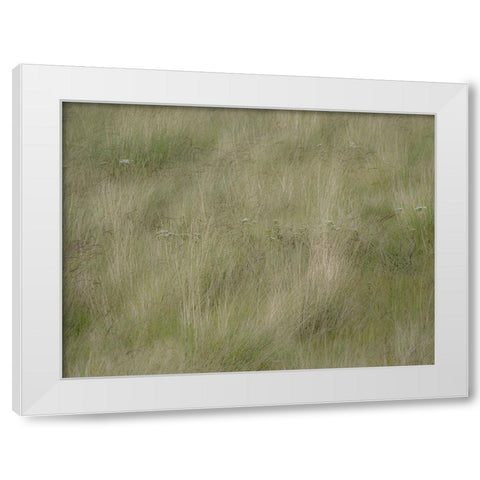 USA-Washington State-Palouse grasses soft focused near Colfax White Modern Wood Framed Art Print by Gulin, Sylvia