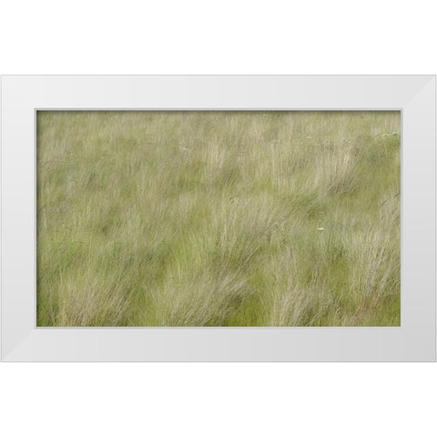 USA-Washington State-Palouse grasses soft focused near Colfax White Modern Wood Framed Art Print by Gulin, Sylvia