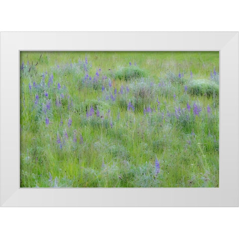 USA-Washington State-Colfax Palouse field of grass and lupine White Modern Wood Framed Art Print by Gulin, Sylvia