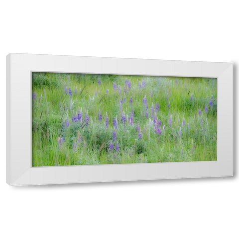 USA-Washington State-Colfax Palouse field of grass and lupine White Modern Wood Framed Art Print by Gulin, Sylvia