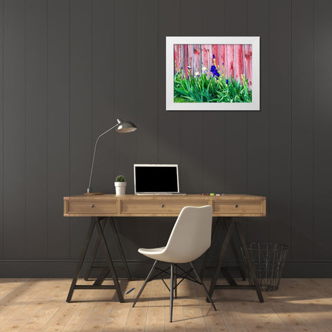 USA-Washington State-Kamiak Butte-Palouse Bearded Iris along side a wooden barn White Modern Wood Framed Art Print by Gulin, Sylvia