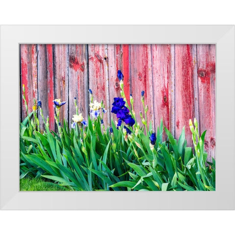USA-Washington State-Kamiak Butte-Palouse Bearded Iris along side a wooden barn White Modern Wood Framed Art Print by Gulin, Sylvia