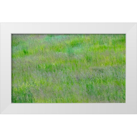 USA-Washington State-Palouse-Eastern Washington Green grass field White Modern Wood Framed Art Print by Gulin, Sylvia
