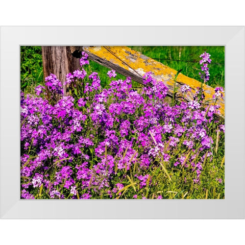 USA-Washington State-Palouse Lichen covered fence post surrounded by dollar plant flowers White Modern Wood Framed Art Print by Gulin, Sylvia