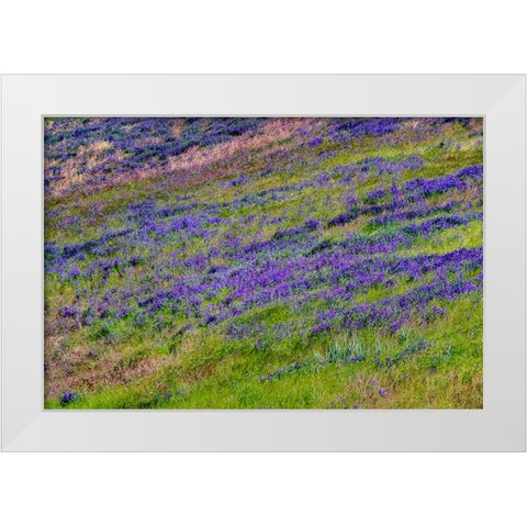 USA-Washington State-Palouse with hillside of vetch White Modern Wood Framed Art Print by Gulin, Sylvia
