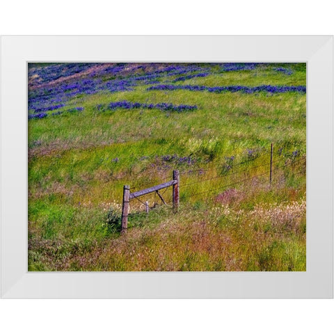USA-Washington State-Palouse with hillside of vetch White Modern Wood Framed Art Print by Gulin, Sylvia