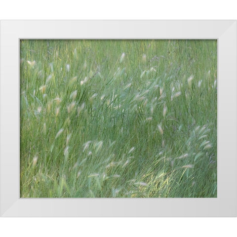 USA-Washington State-Palouse with hillside planted in grass White Modern Wood Framed Art Print by Gulin, Sylvia