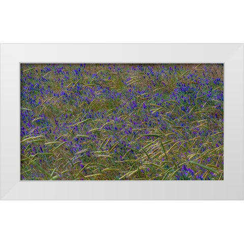 USA-Washington State-Benge Purple vetch in field White Modern Wood Framed Art Print by Gulin, Sylvia