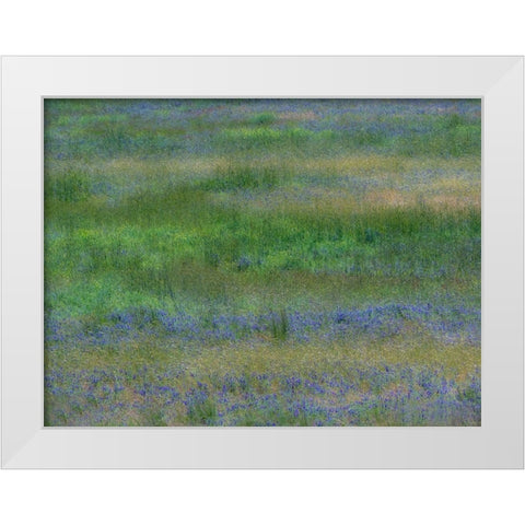 USA-Washington State-Benge Purple vetch in field White Modern Wood Framed Art Print by Gulin, Sylvia