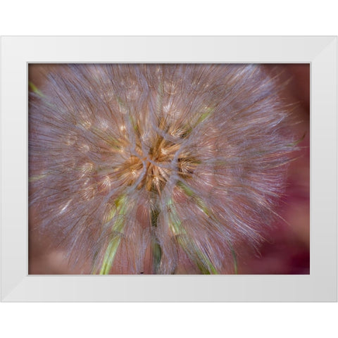 USA-Washington State-Eastern Washington fluffy seed head of Salsify dandelion White Modern Wood Framed Art Print by Gulin, Sylvia