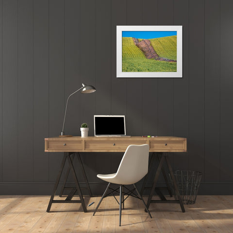 USA-Washington State-Winona winter wheat with fence line running through middle of field White Modern Wood Framed Art Print by Gulin, Sylvia