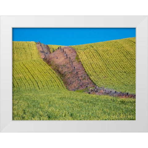 USA-Washington State-Winona winter wheat with fence line running through middle of field White Modern Wood Framed Art Print by Gulin, Sylvia