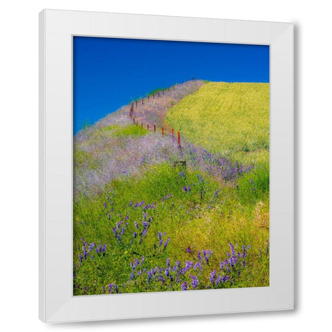 USA-Washington State-Winona winter wheat with fence line and foreground of vetch White Modern Wood Framed Art Print by Gulin, Sylvia