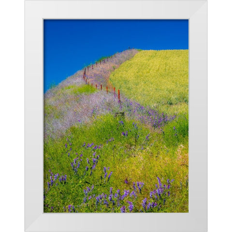 USA-Washington State-Winona winter wheat with fence line and foreground of vetch White Modern Wood Framed Art Print by Gulin, Sylvia