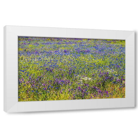 USA-Washington State-Palouse and field of blue bachelor buttons flowering White Modern Wood Framed Art Print by Gulin, Sylvia