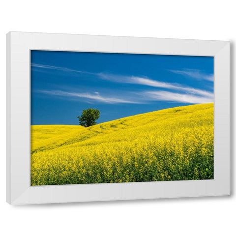 USA-Washington State-Palouse canola field with lone tree near Colfax White Modern Wood Framed Art Print by Gulin, Sylvia