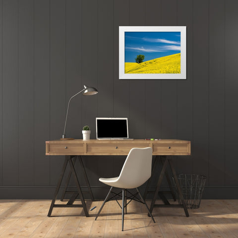 USA-Washington State-Palouse canola field with lone tree near Colfax White Modern Wood Framed Art Print by Gulin, Sylvia