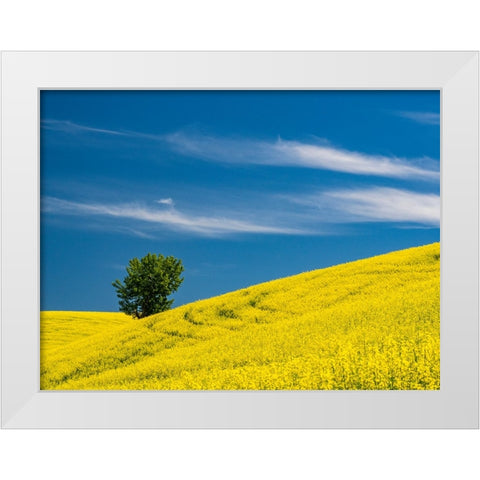 USA-Washington State-Palouse canola field with lone tree near Colfax White Modern Wood Framed Art Print by Gulin, Sylvia