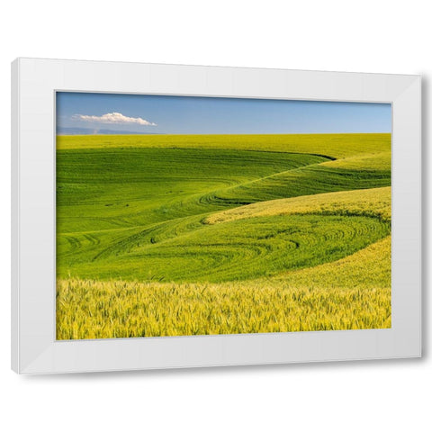 USA-Washington State-Palouse canola field with near Colfax White Modern Wood Framed Art Print by Gulin, Sylvia