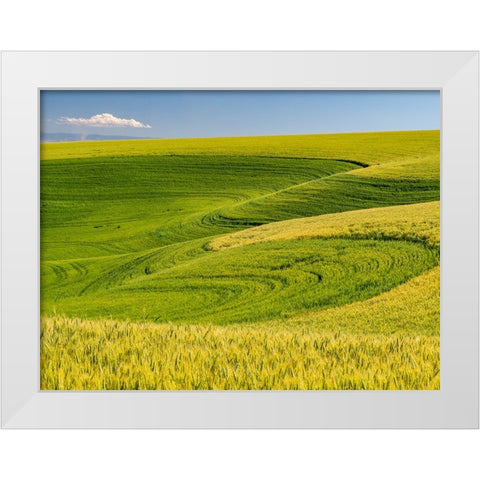 USA-Washington State-Palouse canola field with near Colfax White Modern Wood Framed Art Print by Gulin, Sylvia