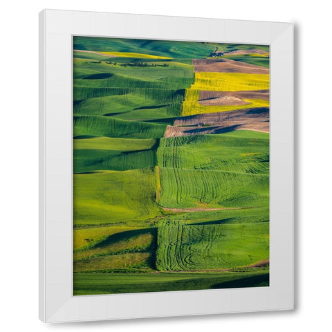 USA-Washington State-Palouse and Steptoe Butte State Park view of Wheat and Canola White Modern Wood Framed Art Print by Gulin, Sylvia