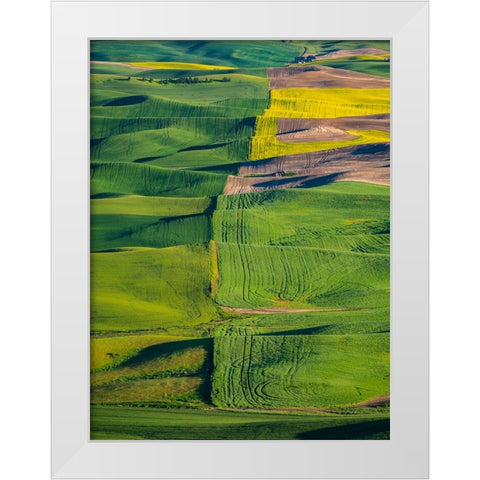 USA-Washington State-Palouse and Steptoe Butte State Park view of Wheat and Canola White Modern Wood Framed Art Print by Gulin, Sylvia