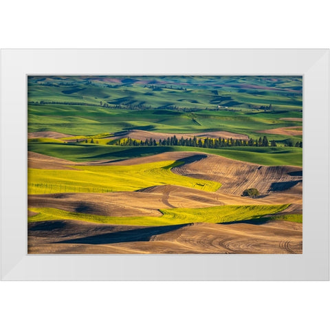USA-Washington State-Palouse and Steptoe Butte State Park view of Wheat and Canola White Modern Wood Framed Art Print by Gulin, Sylvia