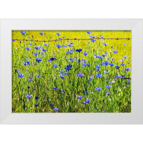 USA-Washington State-Palouse and field of blue bachelor buttons flowering White Modern Wood Framed Art Print by Gulin, Sylvia
