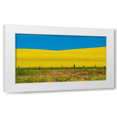 USA-Washington State-Palouse and springtime crop of Canola White Modern Wood Framed Art Print by Gulin, Sylvia
