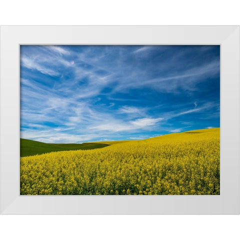 USA-Washington State-Palouse and springtime crop of Canola White Modern Wood Framed Art Print by Gulin, Sylvia