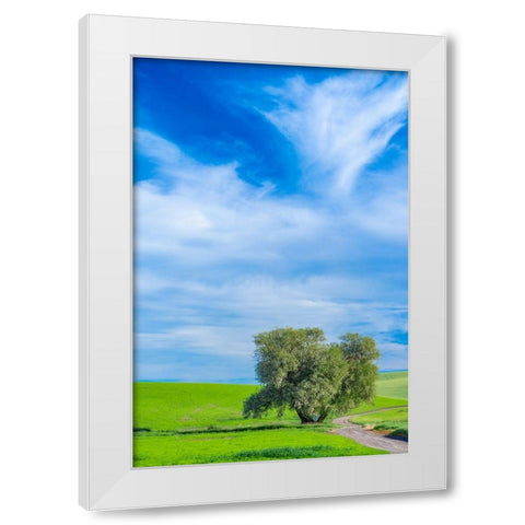 USA-Washington State-Palouse with wheat fields and lone Cottonwood tree White Modern Wood Framed Art Print by Gulin, Sylvia