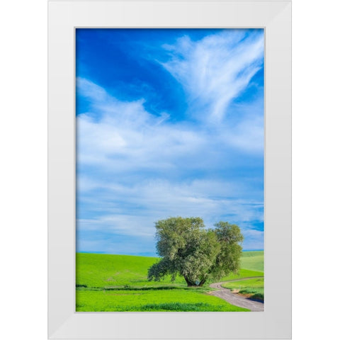 USA-Washington State-Palouse with wheat fields and lone Cottonwood tree White Modern Wood Framed Art Print by Gulin, Sylvia